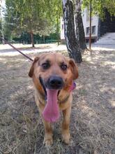 ROCKYY88, Hund, Mischlingshund in Slowakische Republik - Bild 4