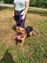 ROCKYY88, Hund, Mischlingshund in Slowakische Republik - Bild 5