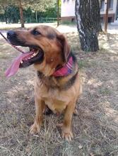 ROCKYY88, Hund, Mischlingshund in Slowakische Republik - Bild 7