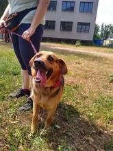 ROCKYY88, Hund, Mischlingshund in Slowakische Republik - Bild 8