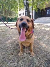 ROCKYY88, Hund, Mischlingshund in Slowakische Republik - Bild 9
