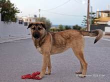 BUBA, Hund, Mischlingshund in Griechenland