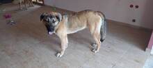 BUBA, Hund, Mischlingshund in Griechenland - Bild 10