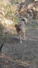 BUBA, Hund, Mischlingshund in Griechenland - Bild 11
