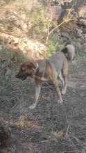 BUBA, Hund, Mischlingshund in Griechenland - Bild 12