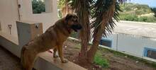 BUBA, Hund, Mischlingshund in Griechenland - Bild 2