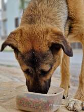 BUBA, Hund, Mischlingshund in Griechenland - Bild 3