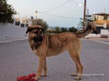 BUBA, Hund, Mischlingshund in Griechenland - Bild 4