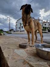 BUBA, Hund, Mischlingshund in Griechenland - Bild 5
