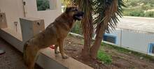 BUBA, Hund, Mischlingshund in Griechenland - Bild 6