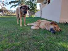 BUBA, Hund, Mischlingshund in Griechenland - Bild 7