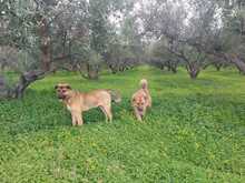 BUBA, Hund, Mischlingshund in Griechenland - Bild 8