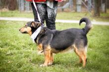 LIZA, Hund, Mischlingshund in Slowakische Republik - Bild 2