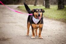 LIZA, Hund, Mischlingshund in Slowakische Republik - Bild 4