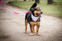 LIZA, Hund, Mischlingshund in Slowakische Republik - Bild 5