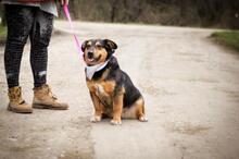 LIZA, Hund, Mischlingshund in Slowakische Republik - Bild 6