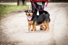 LIZA, Hund, Mischlingshund in Slowakische Republik - Bild 8