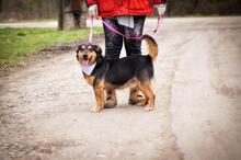 LIZA, Hund, Mischlingshund in Slowakische Republik - Bild 9