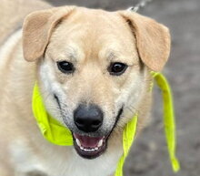 IVO, Hund, Mischlingshund in Slowakische Republik - Bild 1