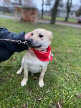 IVO, Hund, Mischlingshund in Slowakische Republik - Bild 10