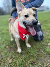 IVO, Hund, Mischlingshund in Slowakische Republik - Bild 12