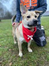 IVO, Hund, Mischlingshund in Slowakische Republik - Bild 13