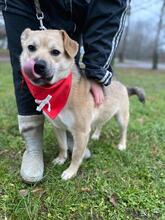 IVO, Hund, Mischlingshund in Slowakische Republik - Bild 14