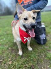 IVO, Hund, Mischlingshund in Slowakische Republik - Bild 18