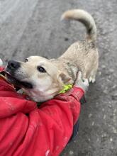 IVO, Hund, Mischlingshund in Slowakische Republik - Bild 3