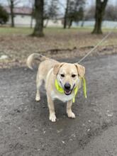 IVO, Hund, Mischlingshund in Slowakische Republik - Bild 4
