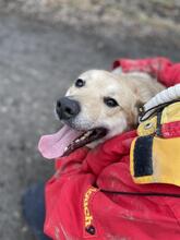 IVO, Hund, Mischlingshund in Slowakische Republik - Bild 5