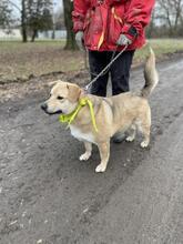 IVO, Hund, Mischlingshund in Slowakische Republik - Bild 7