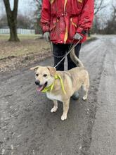 IVO, Hund, Mischlingshund in Slowakische Republik - Bild 8