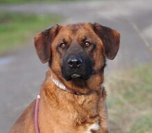REXOS148, Hund, Mischlingshund in Slowakische Republik - Bild 1