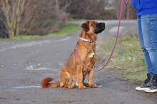 REXOS148, Hund, Mischlingshund in Slowakische Republik - Bild 10