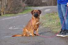 REXOS148, Hund, Mischlingshund in Slowakische Republik - Bild 11
