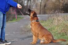 REXOS148, Hund, Mischlingshund in Slowakische Republik - Bild 12