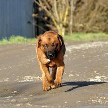 REXOS148, Hund, Mischlingshund in Slowakische Republik - Bild 2