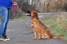 REXOS148, Hund, Mischlingshund in Slowakische Republik - Bild 3
