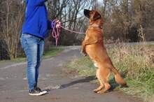 REXOS148, Hund, Mischlingshund in Slowakische Republik - Bild 4