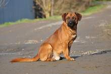REXOS148, Hund, Mischlingshund in Slowakische Republik - Bild 5