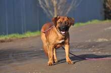 REXOS148, Hund, Mischlingshund in Slowakische Republik - Bild 6