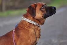 REXOS148, Hund, Mischlingshund in Slowakische Republik - Bild 7