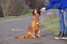REXOS148, Hund, Mischlingshund in Slowakische Republik - Bild 9
