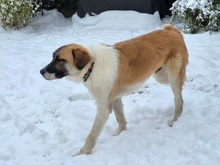 MARTIN, Hund, Mastin Español-Mix in Schleswig - Bild 14