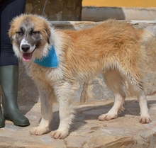 MARTIN, Hund, Mastin Español-Mix in Schleswig - Bild 16