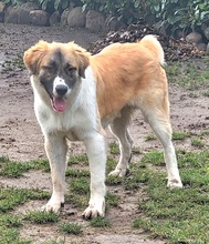 MARTIN, Hund, Mastin Espanol-Hütehund-Mix in Spanien