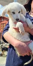 ROMINA, Hund, Maremmano-Mix in Italien - Bild 15