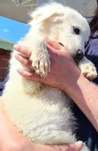 ROMINA, Hund, Maremmano-Mix in Italien - Bild 17