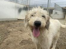 RAIKA, Hund, Bobtail-Mix in Italien - Bild 11